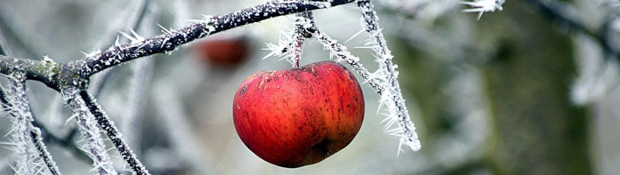 Є шкідники у зимовому саду, як з ними боротися?