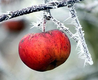 Є шкідники у зимовому саду, як з ними боротися?