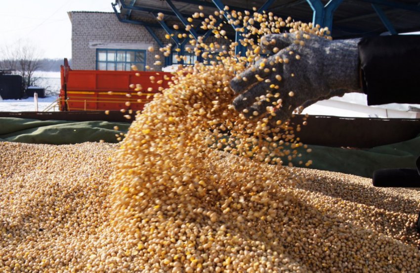 Експорт сої з Росії