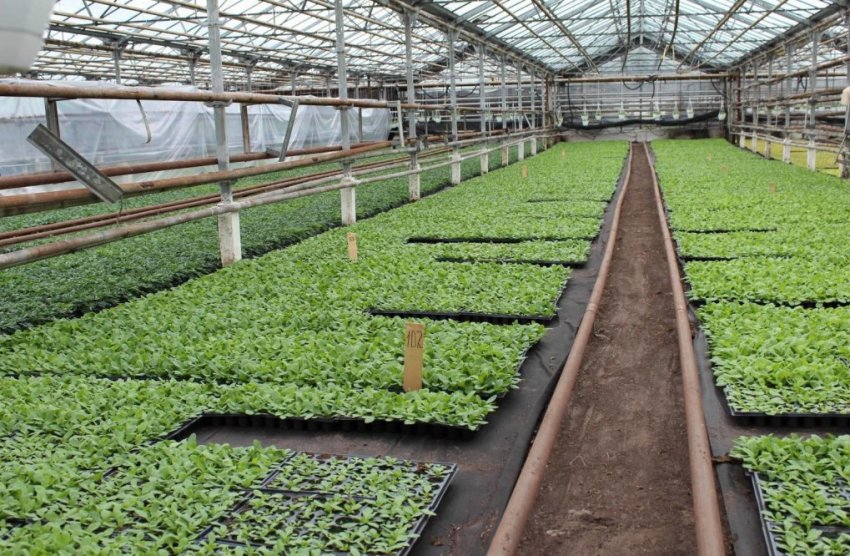 Промислове вирощування розсади Промислове вирощування розсади