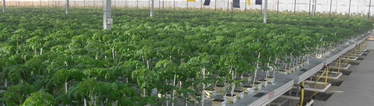 Нові додатки до законодавства у сфері віричівництва та насінництва