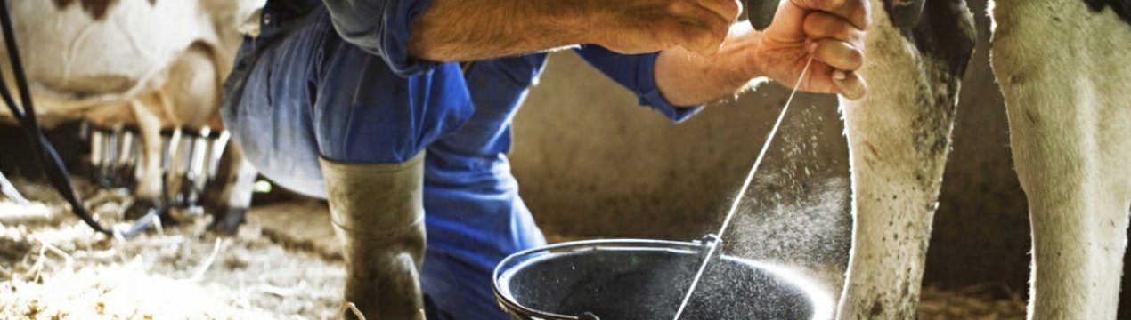 Прибуток виробників українського молока за минулий рік знизився на 16,1%