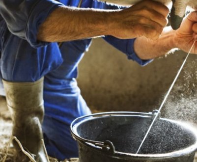 Прибуток виробників українського молока за минулий рік знизився на 16,1%