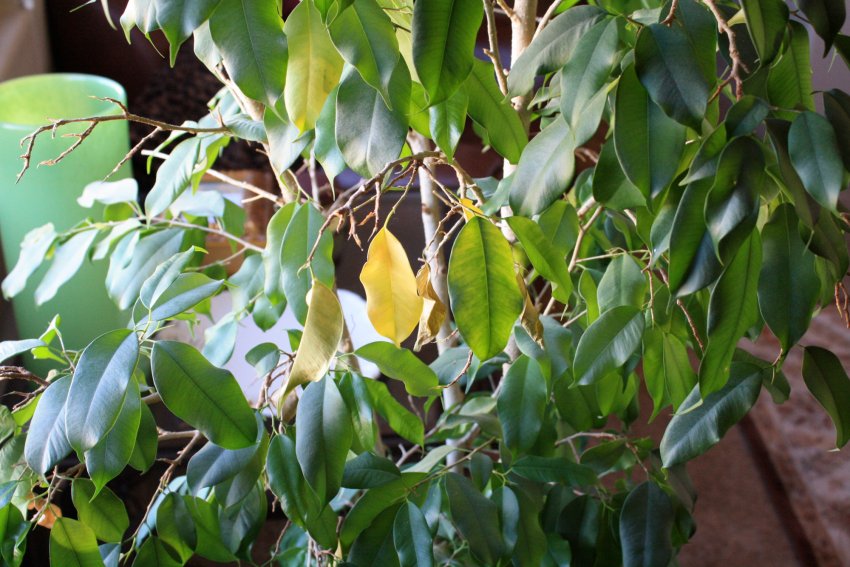 Листья фикуса опадают