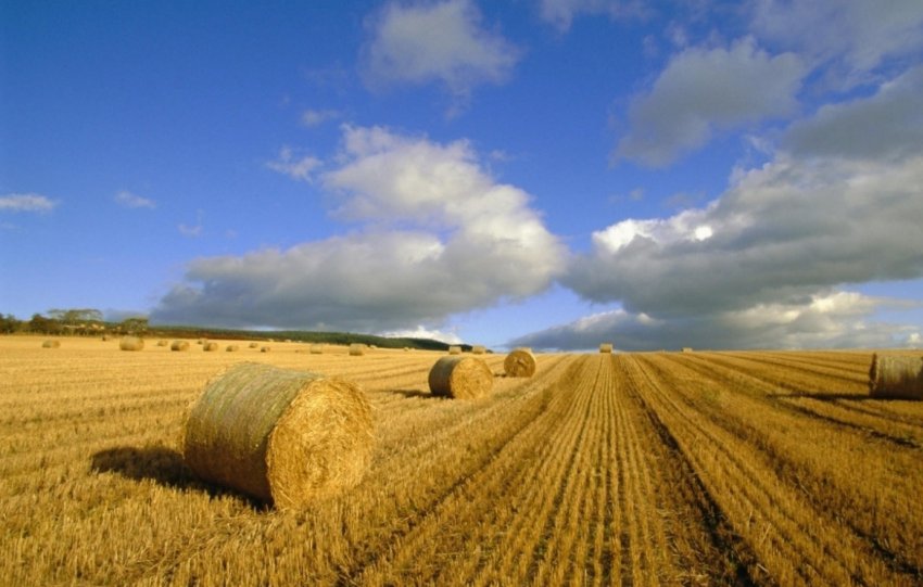 Землі сільськогосподарського призначення Землі сільськогосподарського призначення