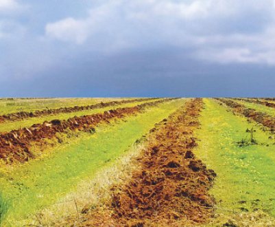 У Держгеокадастрі України зареєстрували 32,1 млн. га земель сільськогосподарського призначення