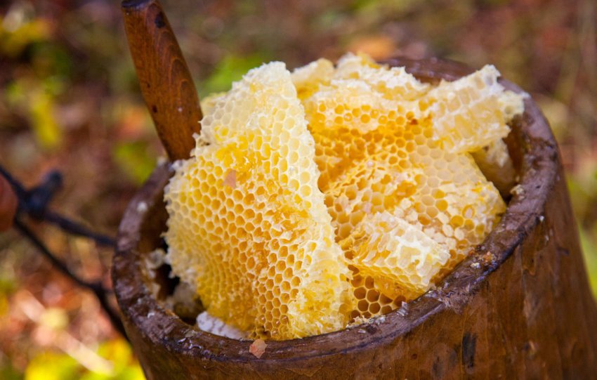 Дикий мед Дикий мед