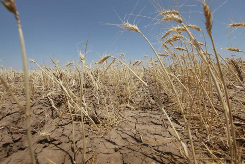 Засуха на полях пшениці