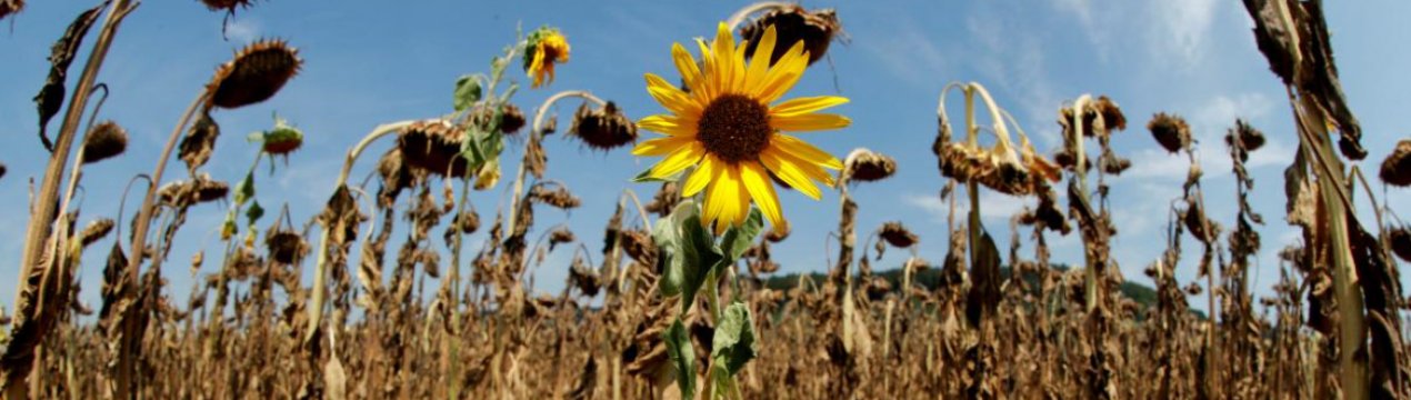 Південній України знову загрожує сезонна засуха