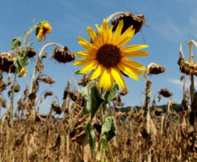 Південній України знову загрожує сезонна засуха