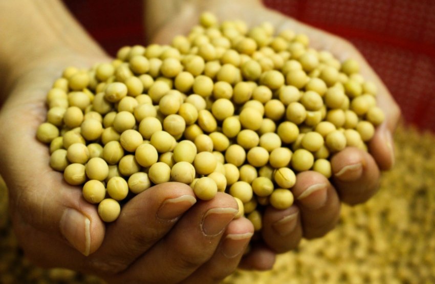 Українська соя Українська соя