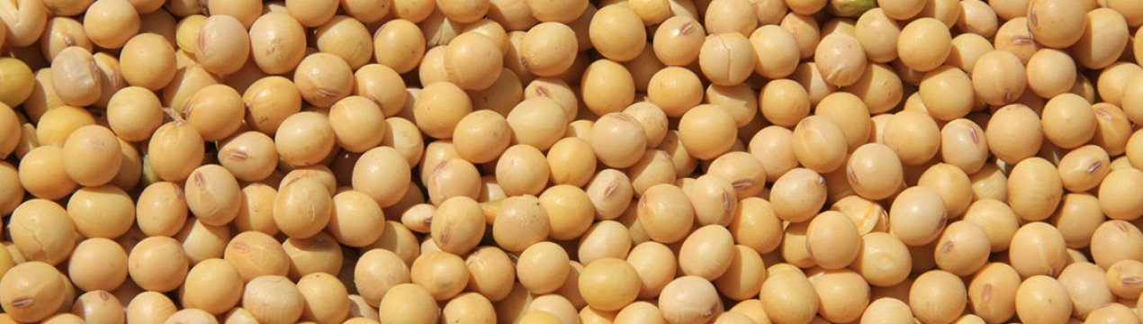 Роль Південної Америки у зростанні цін на українську сою