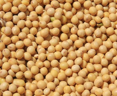 Роль Південної Америки у зростанні цін на українську сою