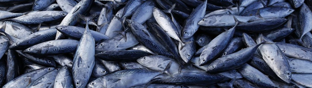 В 2020 році Україна встановила рекорд з експорту риби