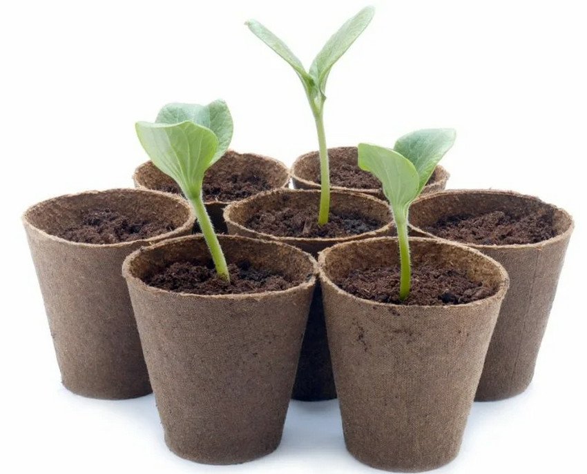 Торф'яні горщики для розсади