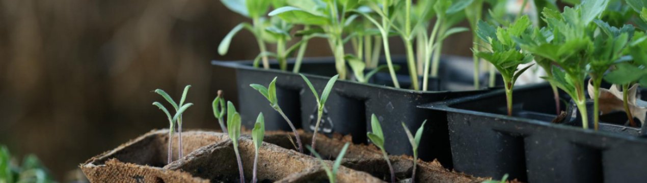 Готуємо тару для розсади: які існують варіанти