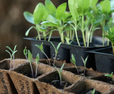 Готуємо тару для розсади: які існують варіанти