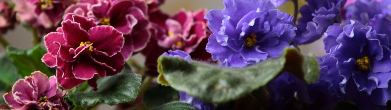 Не цвітуть фіалки в домашніх умовах: причини та розв'язання проблеми