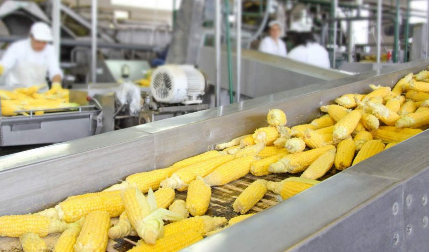 Завод з переробки кукурудзи