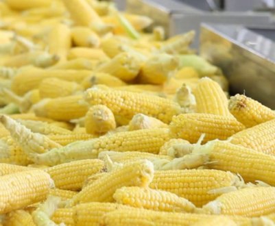 В Тернопільській області з'явиться китайський завод з переробки кукурудзи