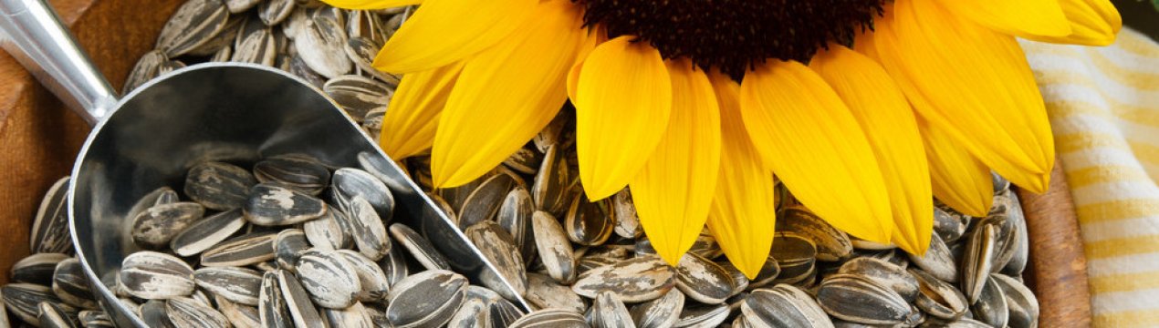 Ціна на соняшник продовжить зростати: думка аналітиків