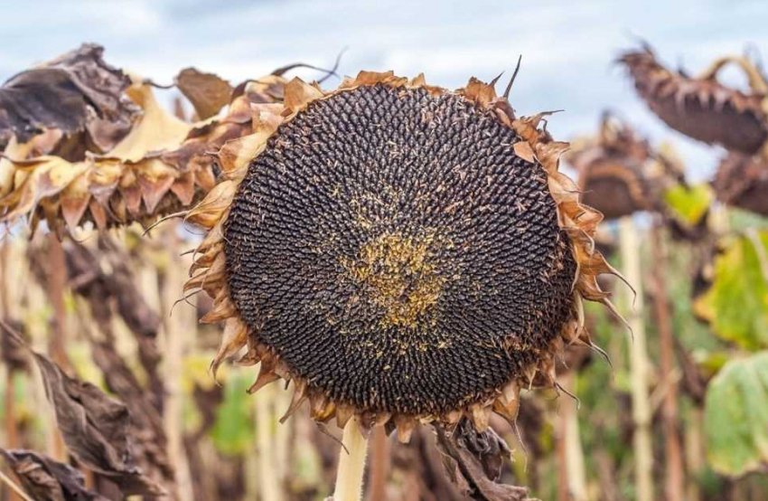 Ціни на соняшник