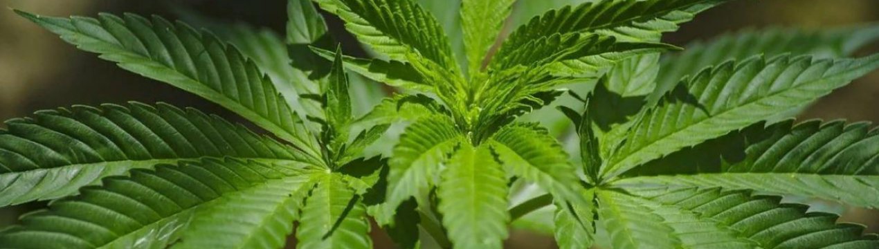 Сумщина як центр українського коноплярства в Україні: реалії та перспективи