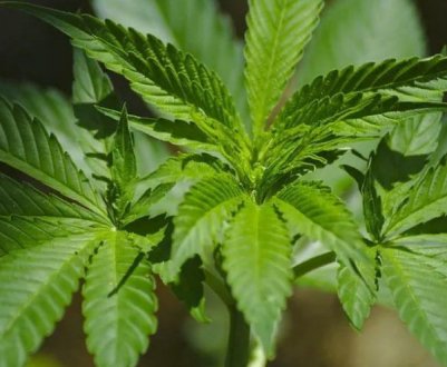 Сумщина як центр українського коноплярства в Україні: реалії та перспективи