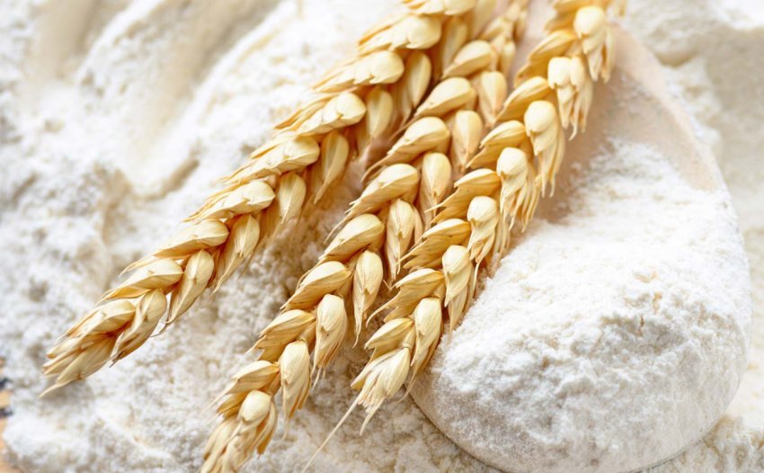 Млинова пшениця Млинова пшениця