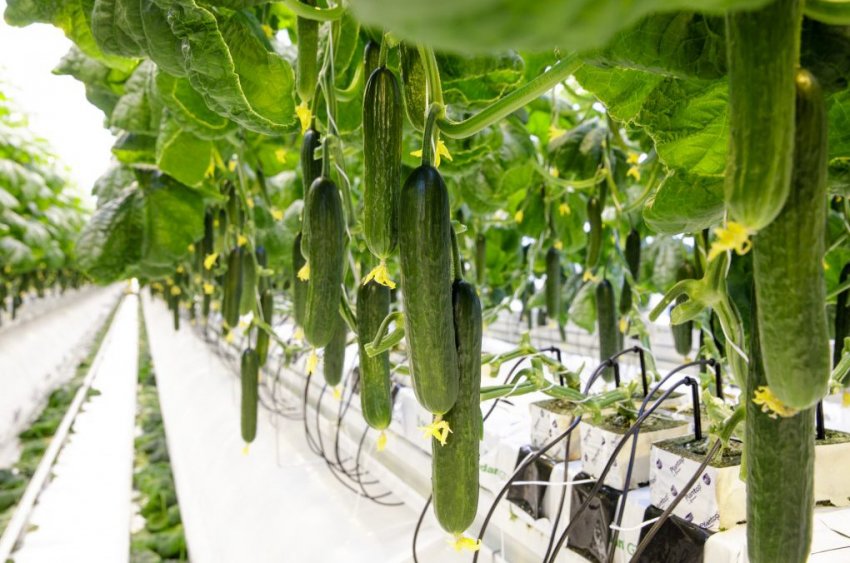 Тепличні огірки Тепличні огірки
