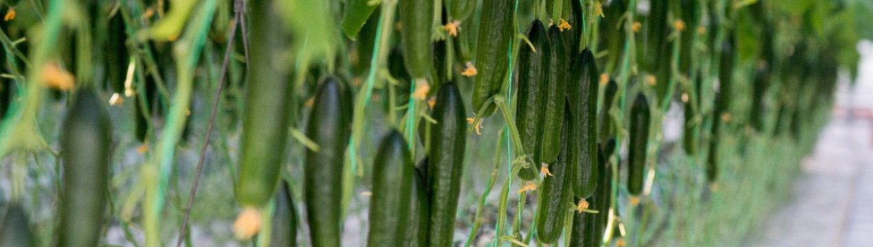 Зовсім скоро в Україні з'являться тепличні огірки нового сезону