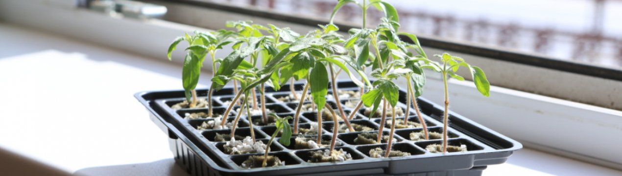 Які добрива будуть корисними для розсади?