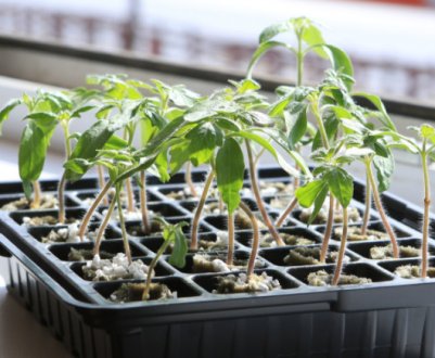 Які добрива будуть корисними для розсади?
