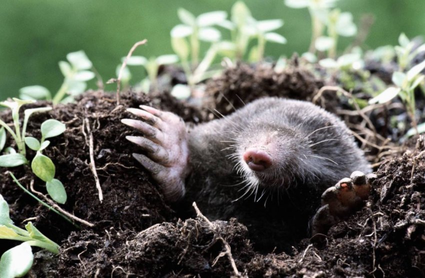 Кроти на дачі Кроти на дачі