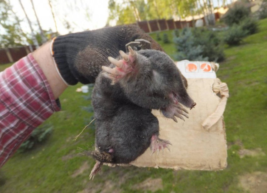 Кроти на дачному ділянці Кроти на дачному ділянці