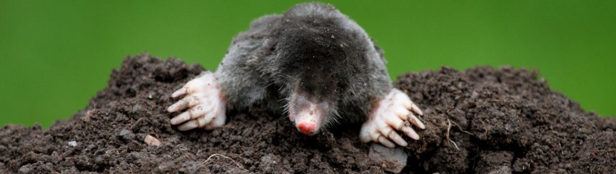 На дачі завелися кроти: шкідливі вони?