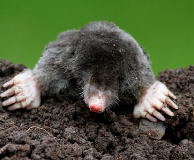 На дачі завелися кроти: шкідливі вони?