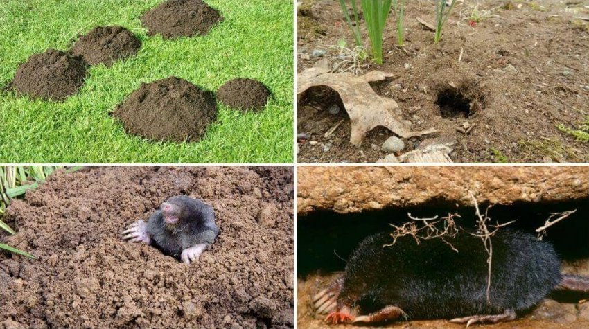 Кроти на дачі Кроти на дачі