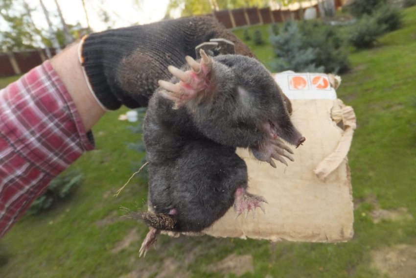 Кроти на дачі Кроти на дачі