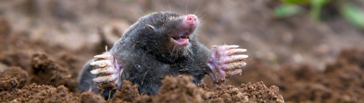 Як боротися з кротами на дачі?