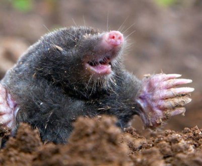 Як боротися з кротами на дачі?