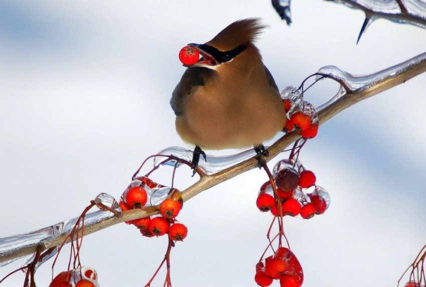 Птахи в лютому
