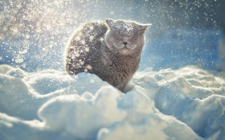 Прикмети лютого