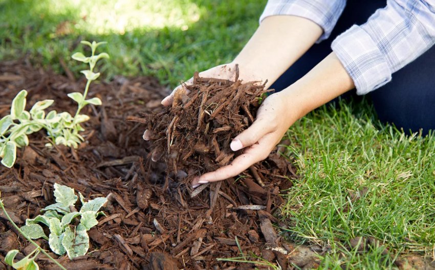 Користь мульчування Користь мульчування