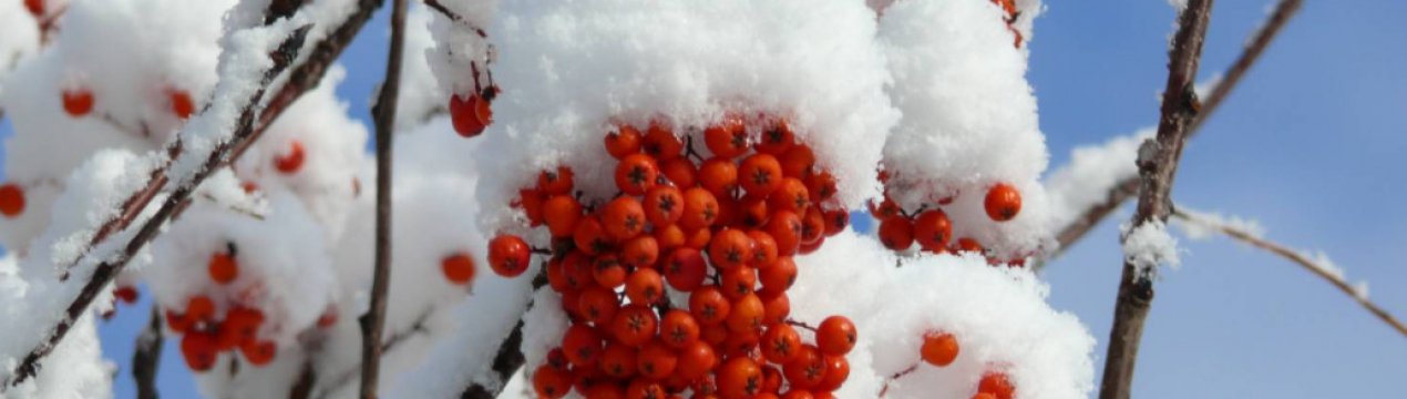 Що говорять народні прикмети про сніг зимою? Яка буде весна і літо?