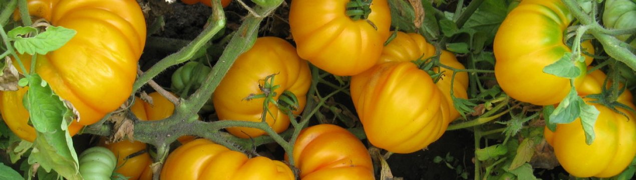 Найбільш плодовиті сорти жовтих помідорів: вибираємо для розсади