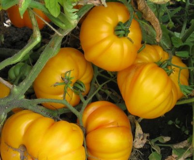 Найбільш плодовиті сорти жовтих помідорів: вибираємо для розсади