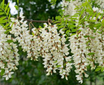 Акація: залишаємо молоде прирощення в саду чи прибираємо?