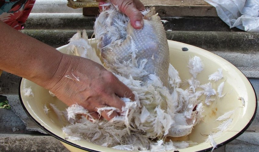 Обскубування гусака