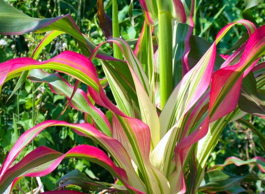 Вирощування декоративної кукурузи Вирощування декоративної кукурузи